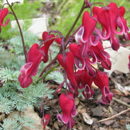 Dicentra 'Burning Hearts' PBR